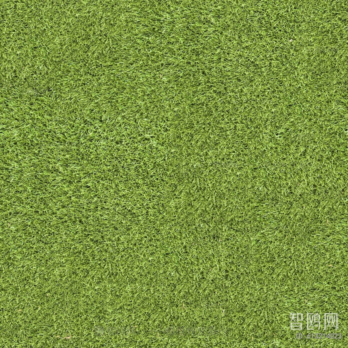 Grass