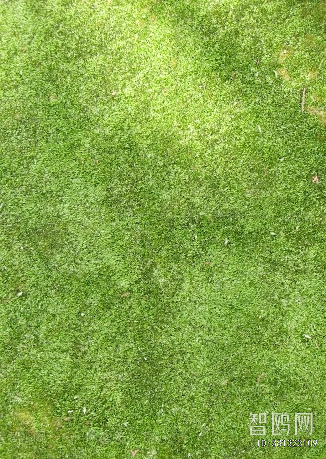 草皮树林