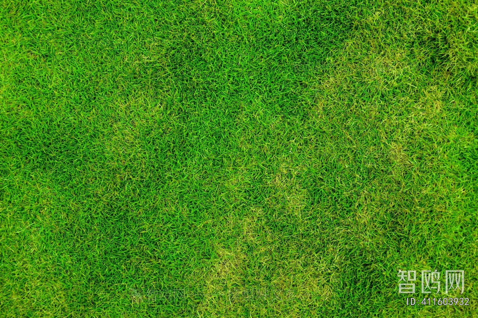 Grass