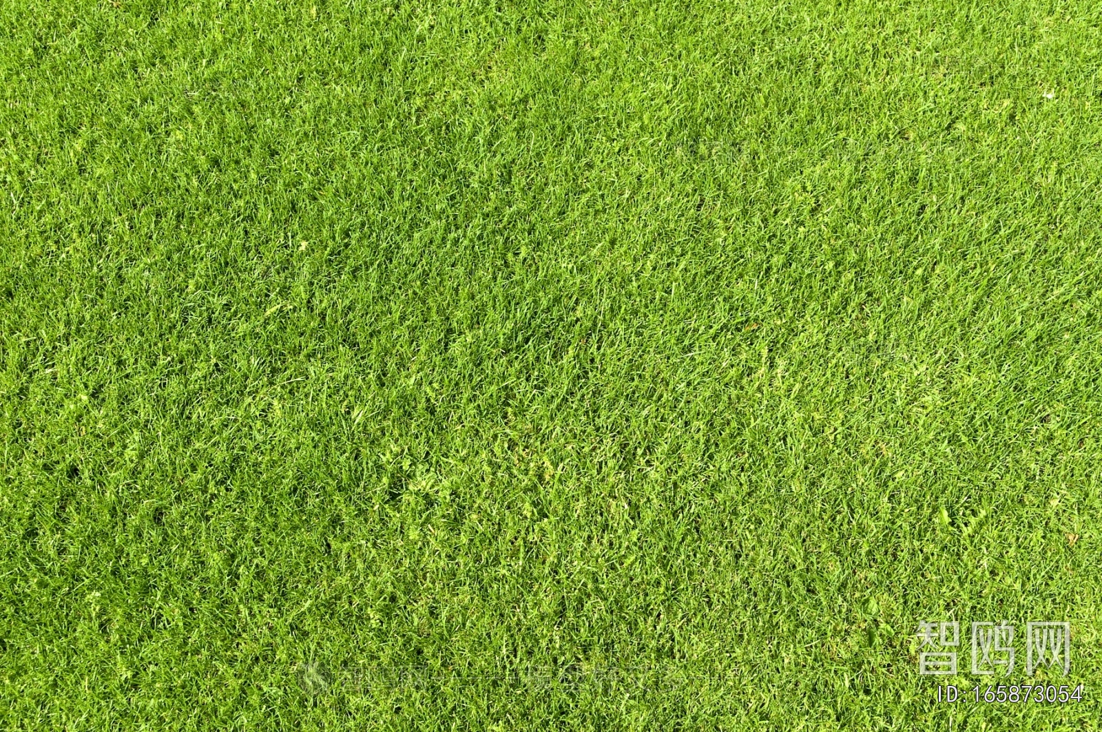 Grass