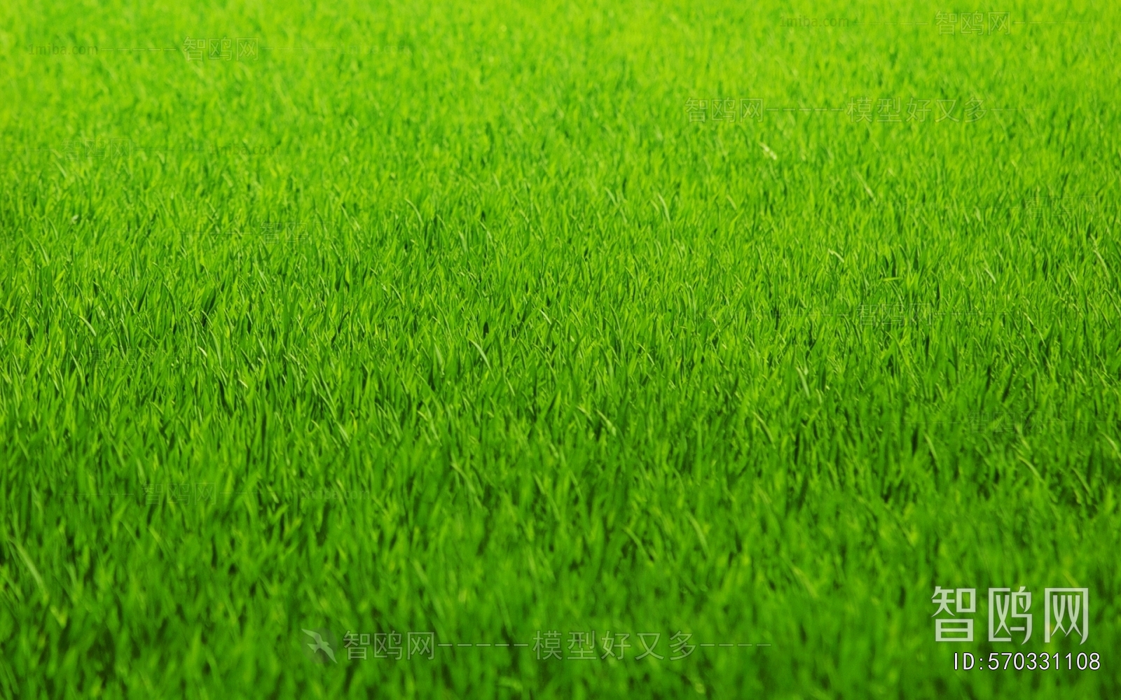Grass