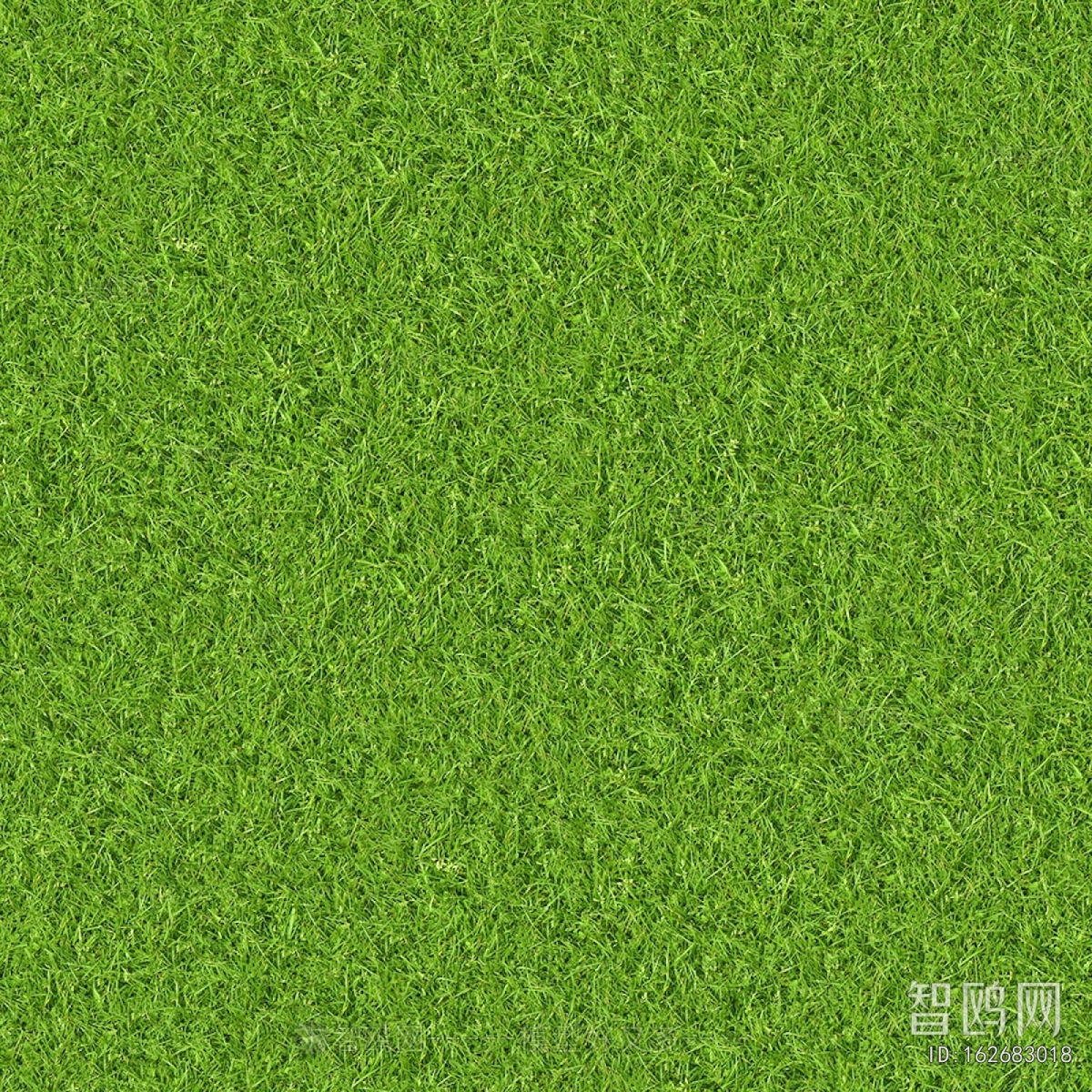 Grass