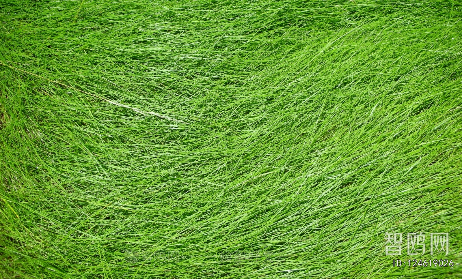 Grass