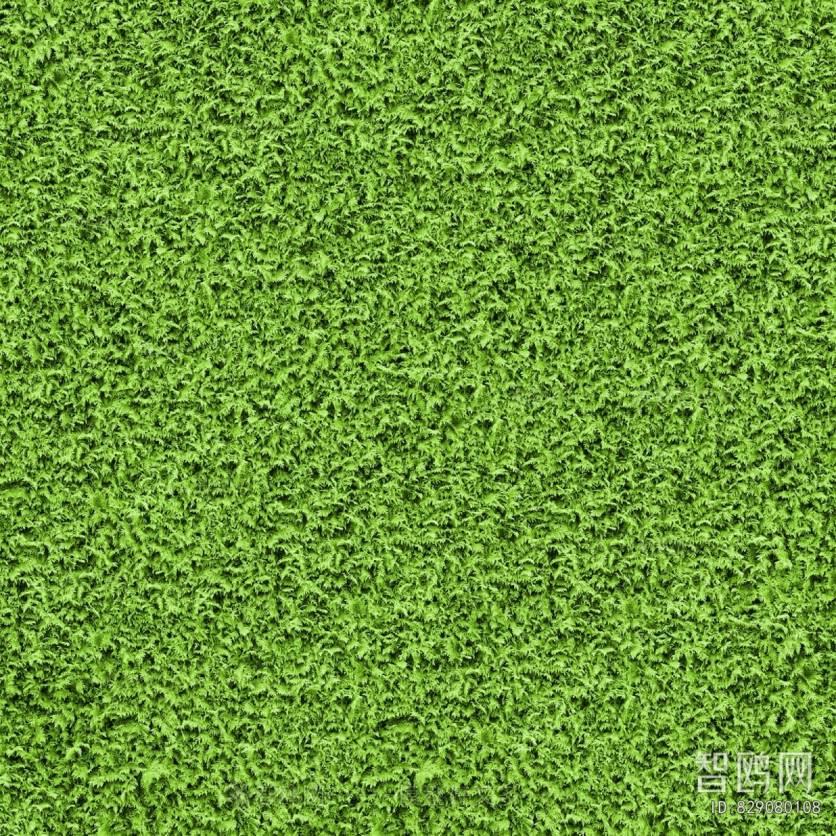 Grass