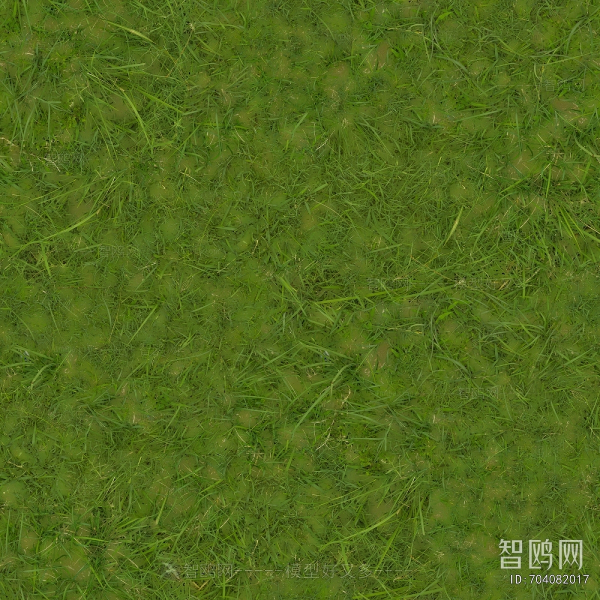 Grass