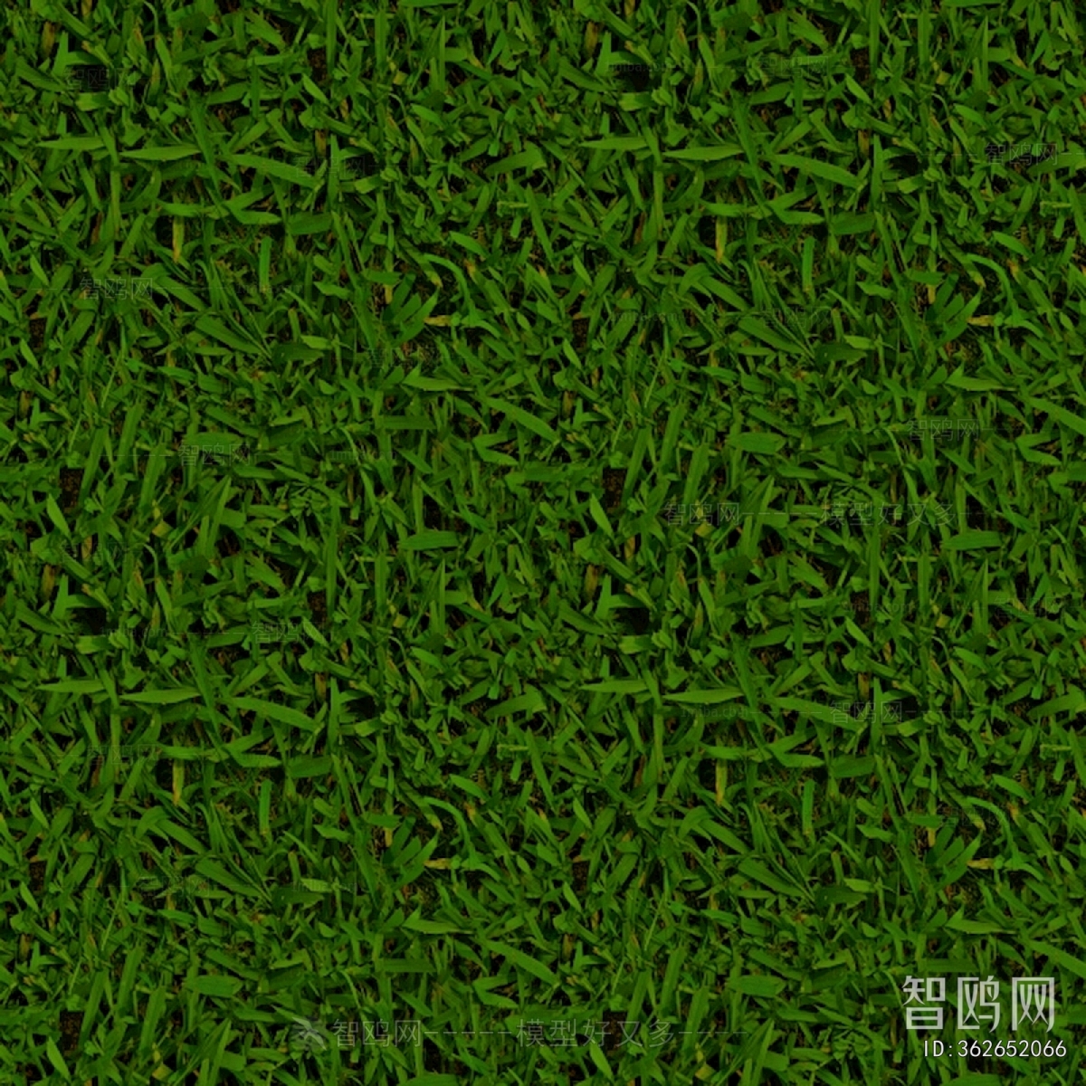 Grass