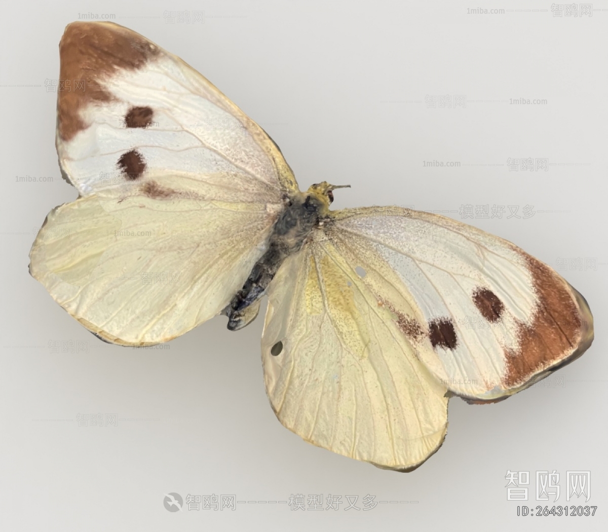 Modern Other Animals