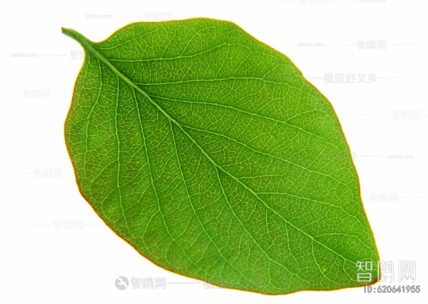 植物树叶