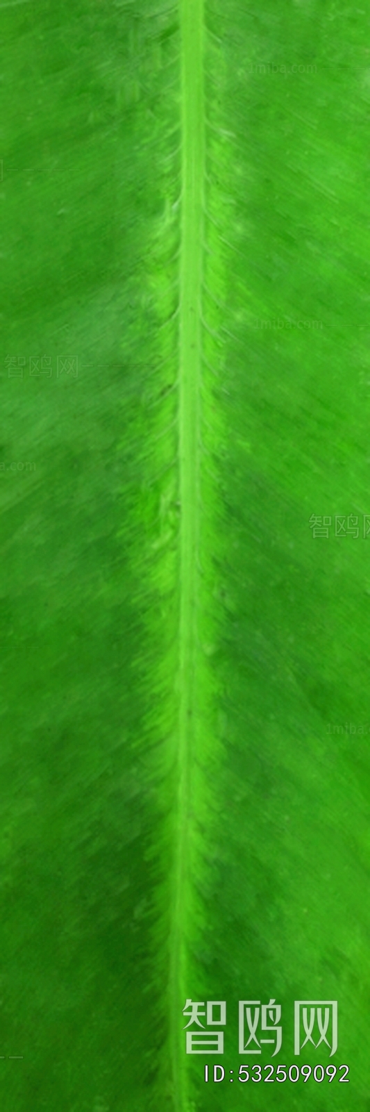 Plant Leaves