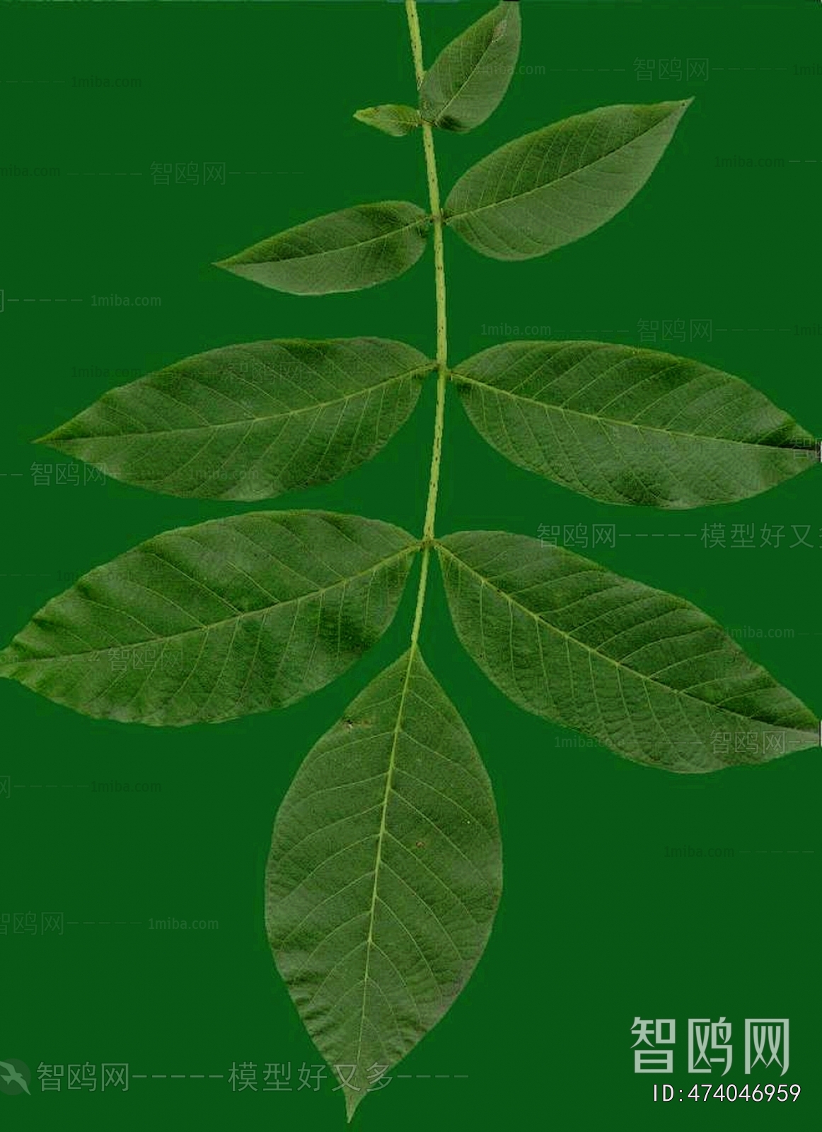 Plant Leaves
