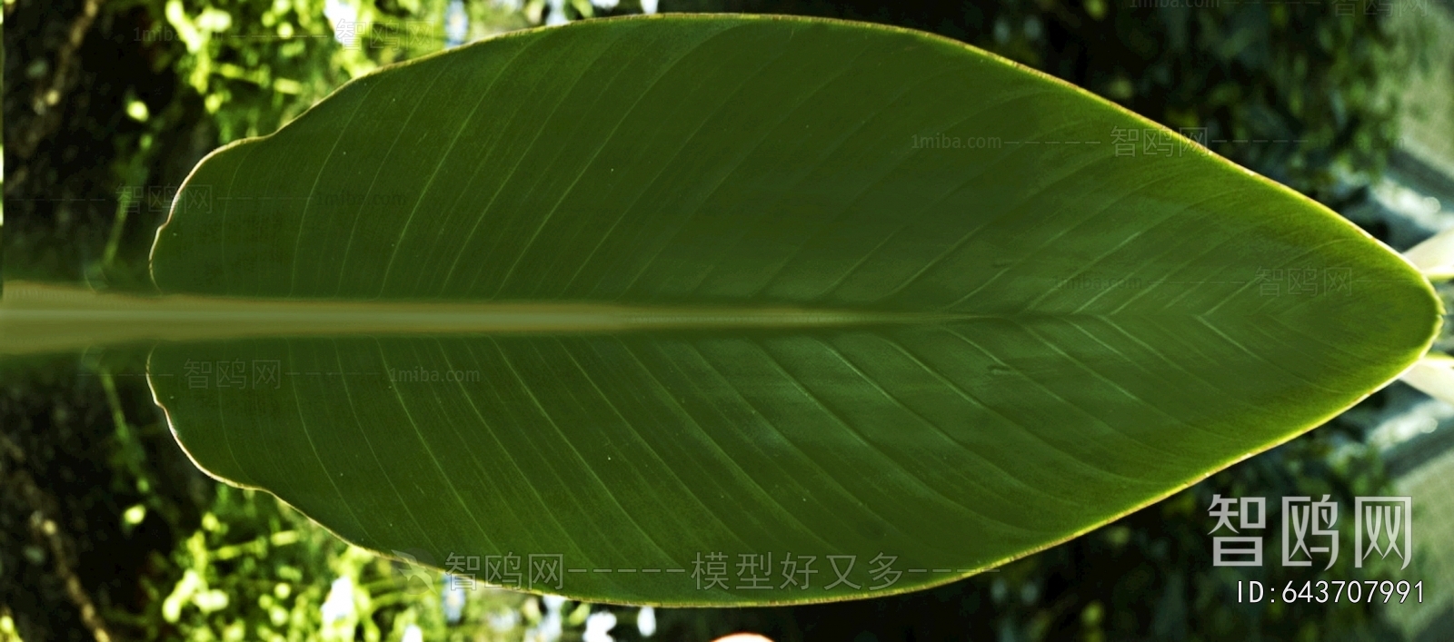 植物树叶