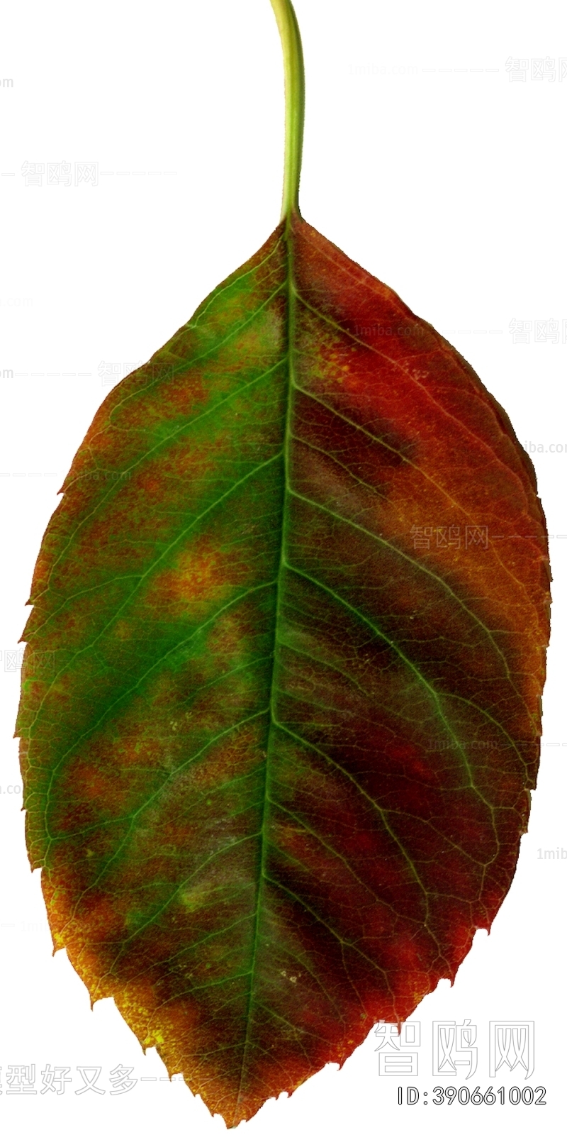 植物树叶