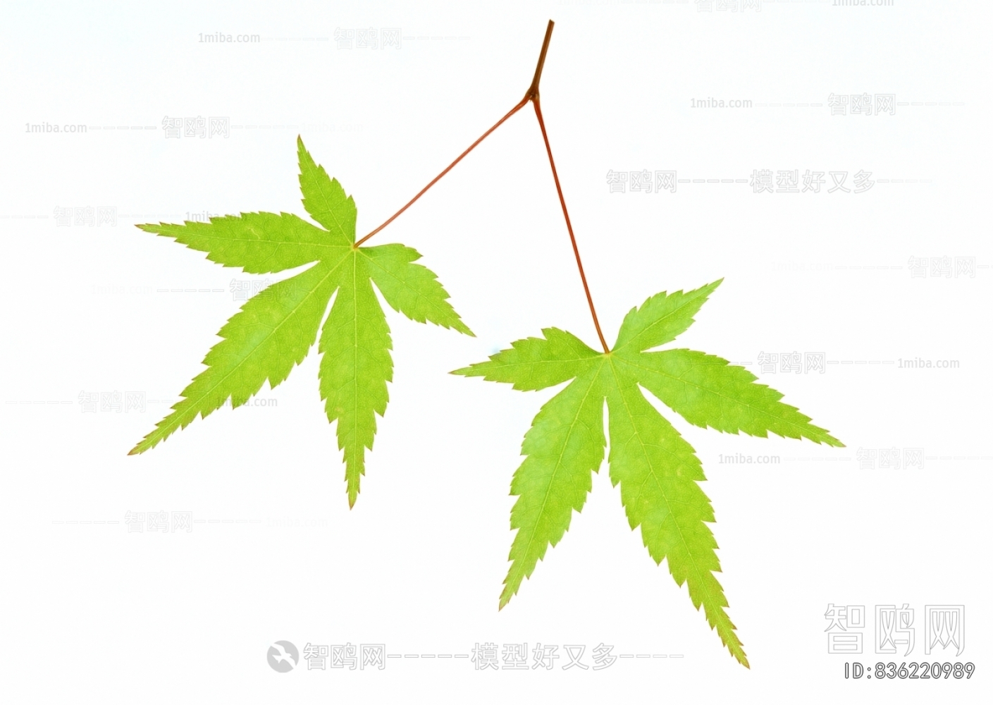 Plant Leaves