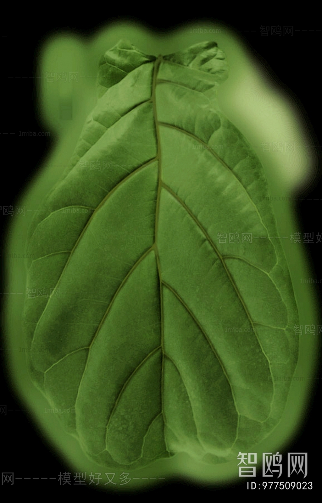 Plant Leaves
