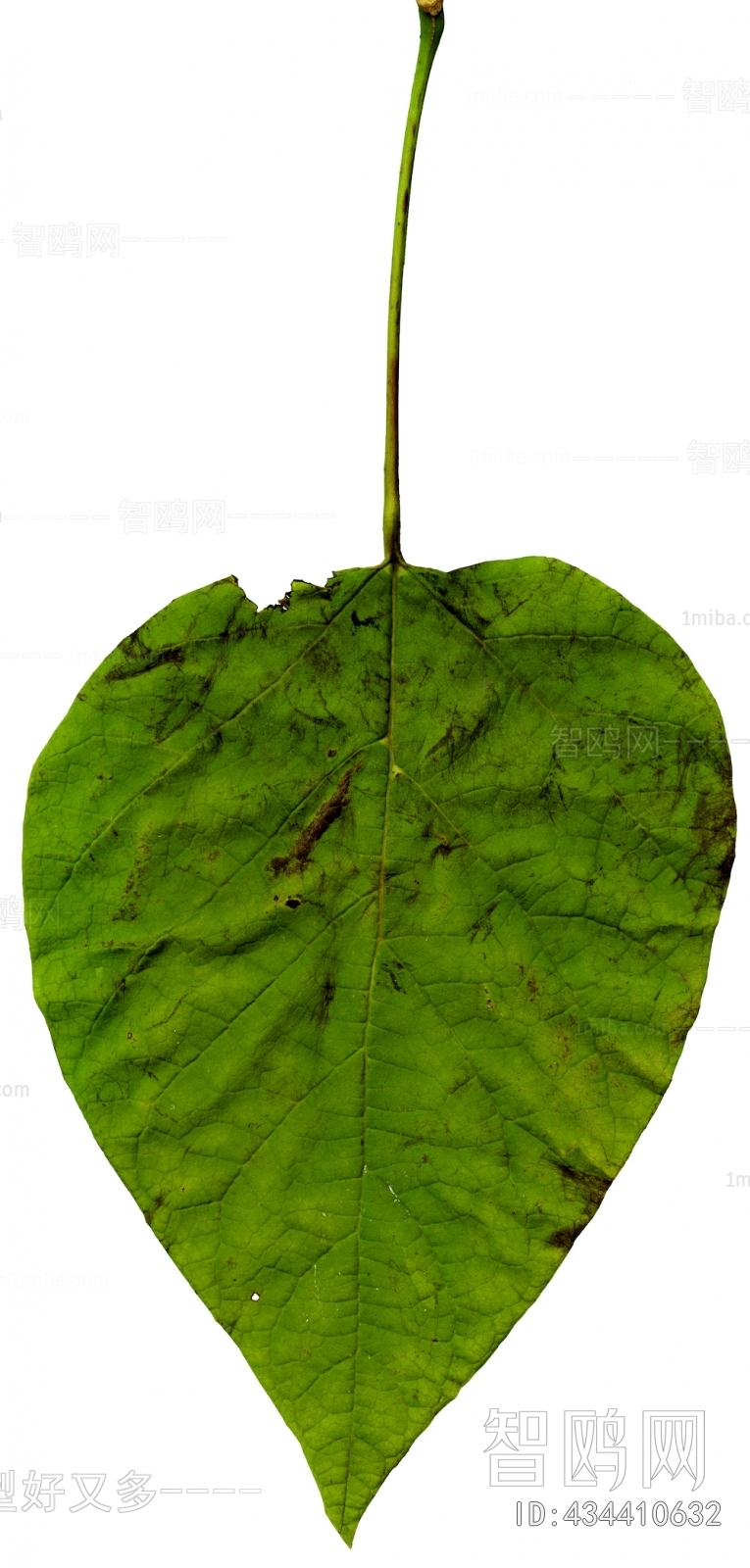 Plant Leaves