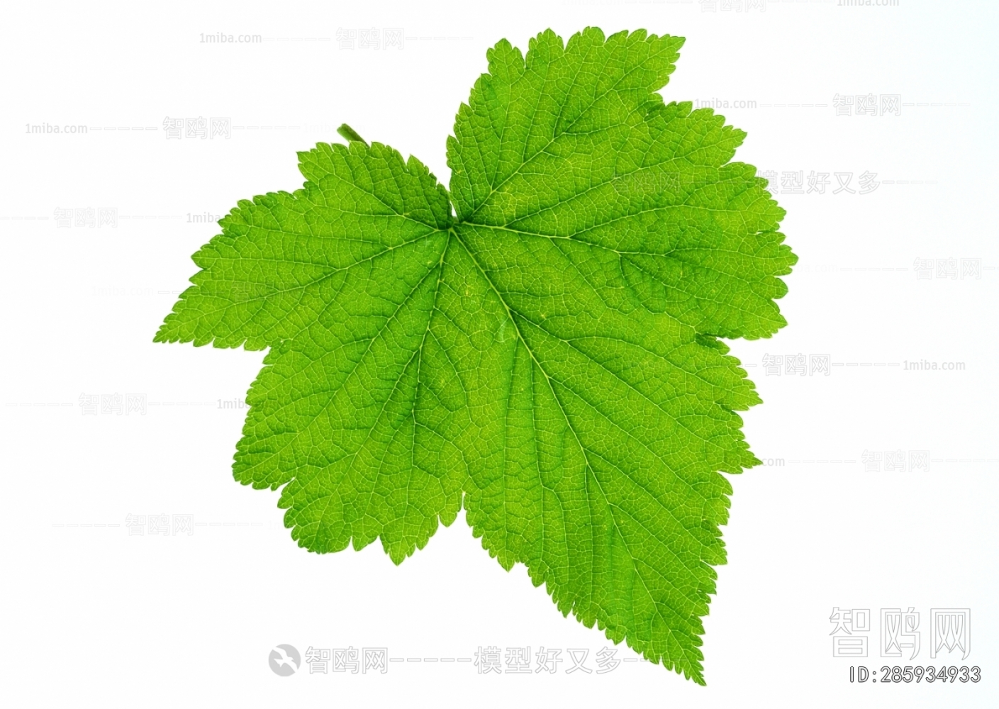 Plant Leaves