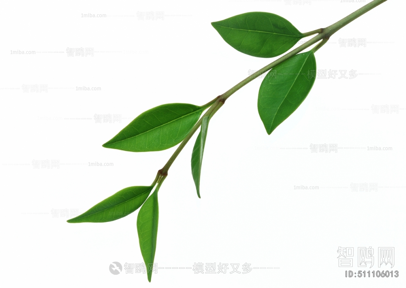 Plant Leaves