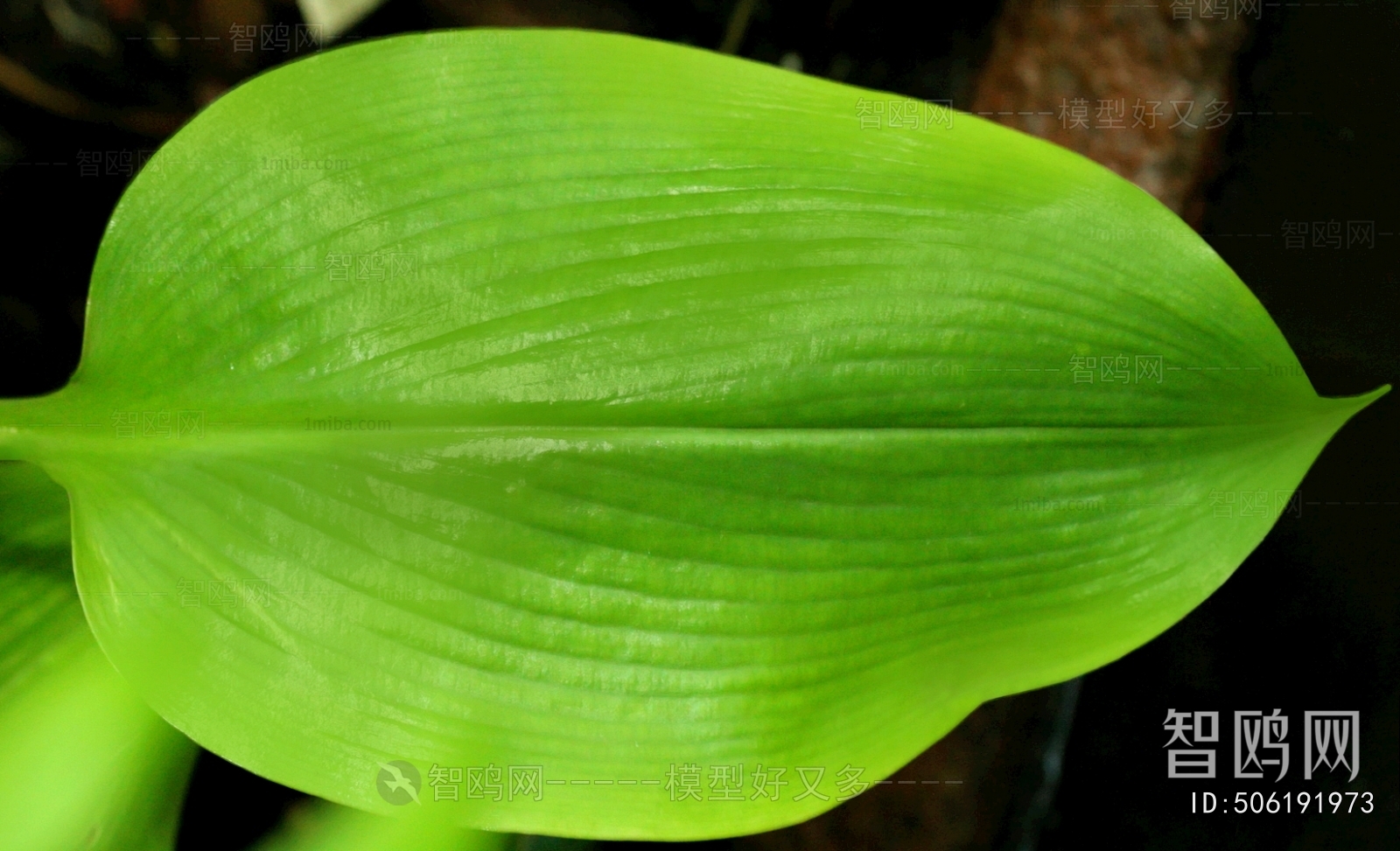 Plant Leaves