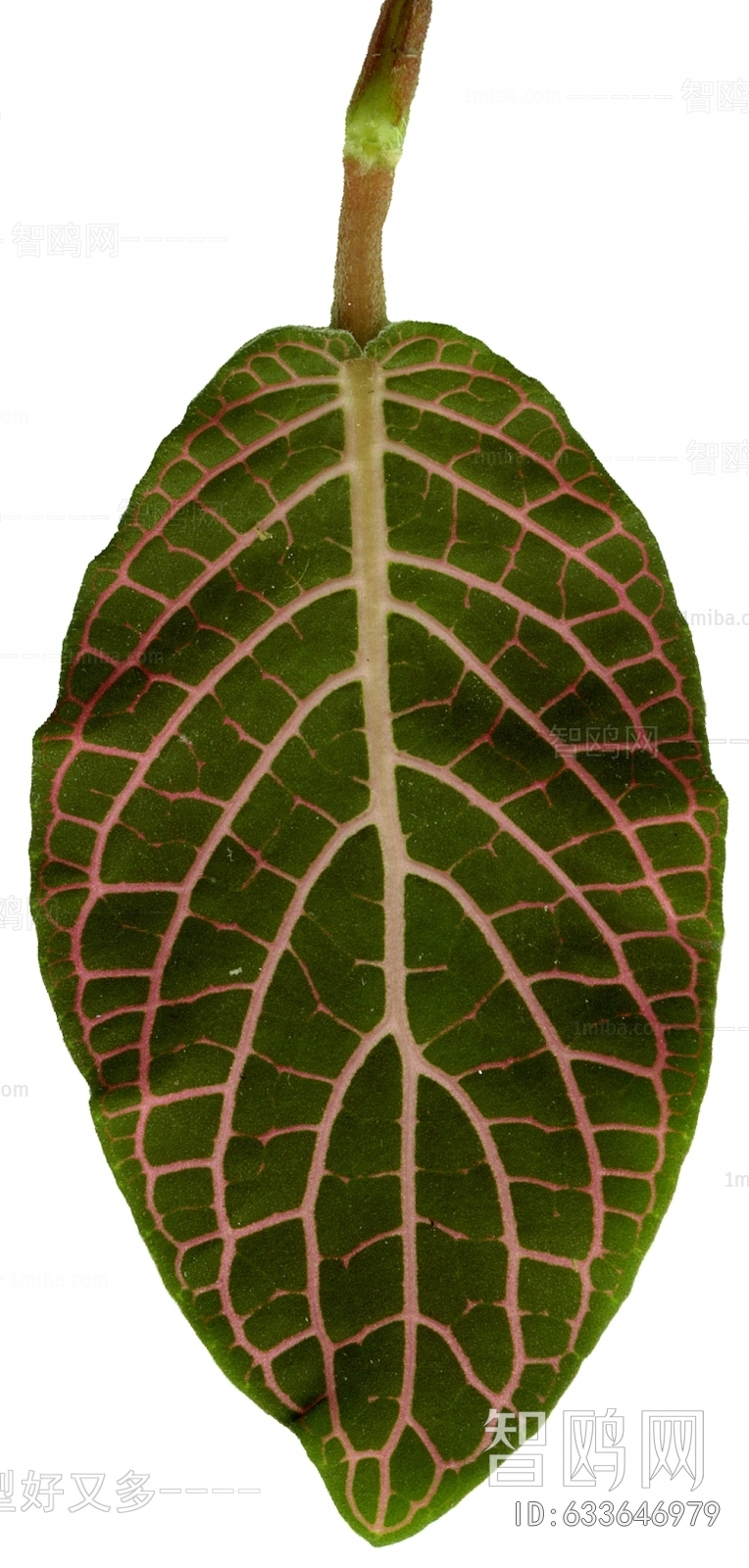 植物树叶