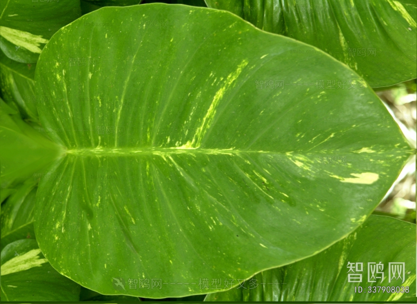 Plant Leaves