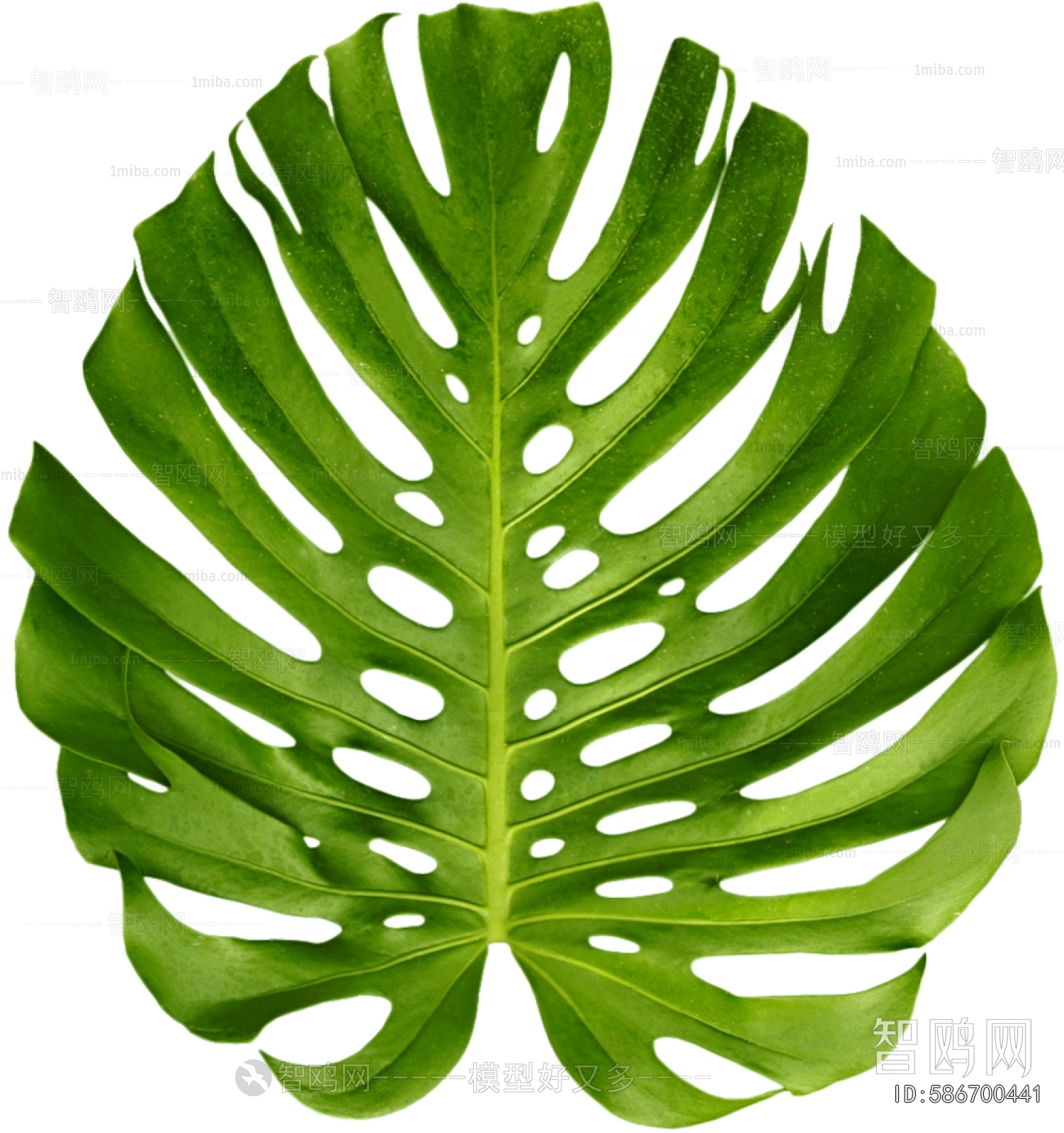 植物树叶