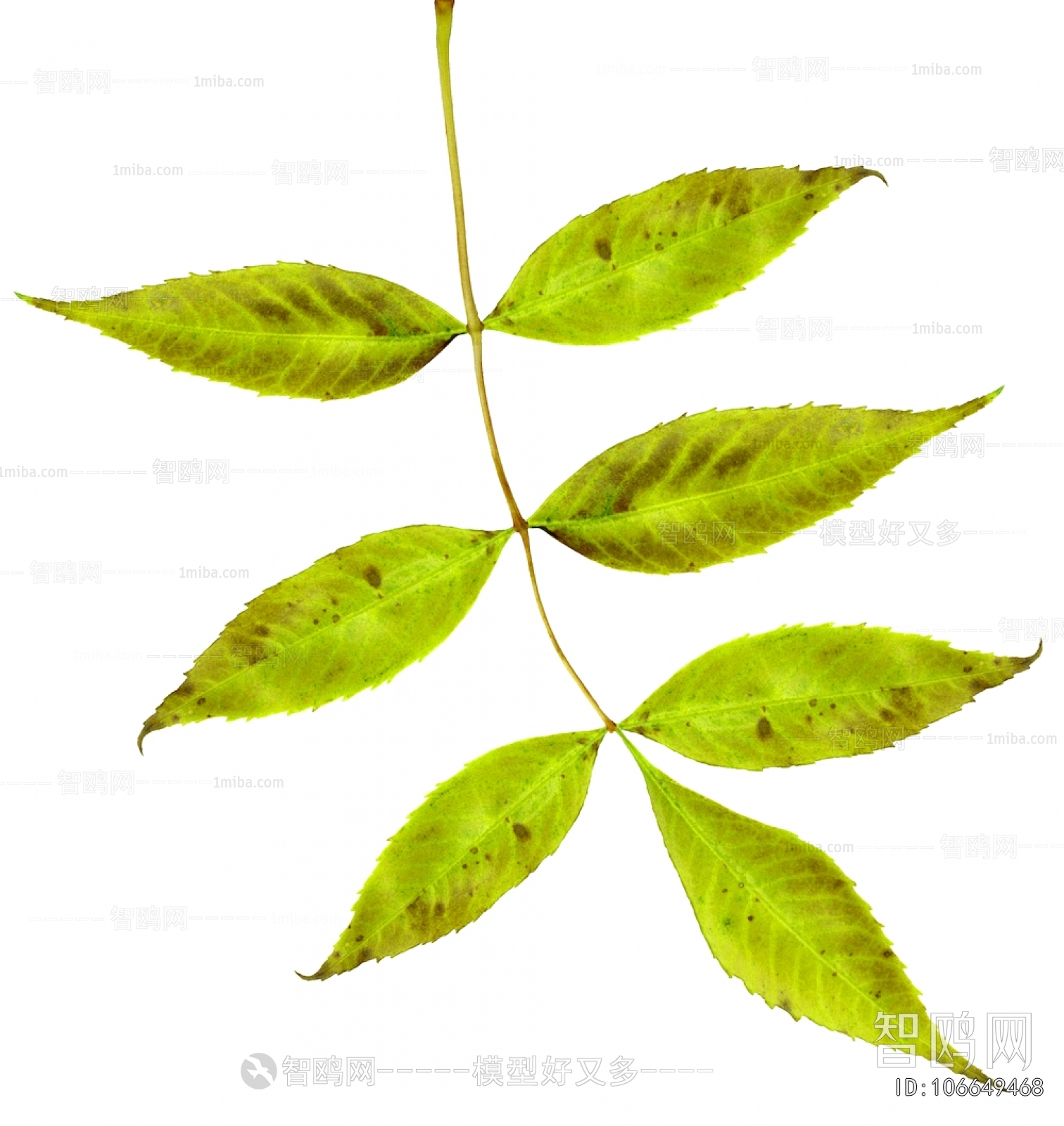 Plant Leaves