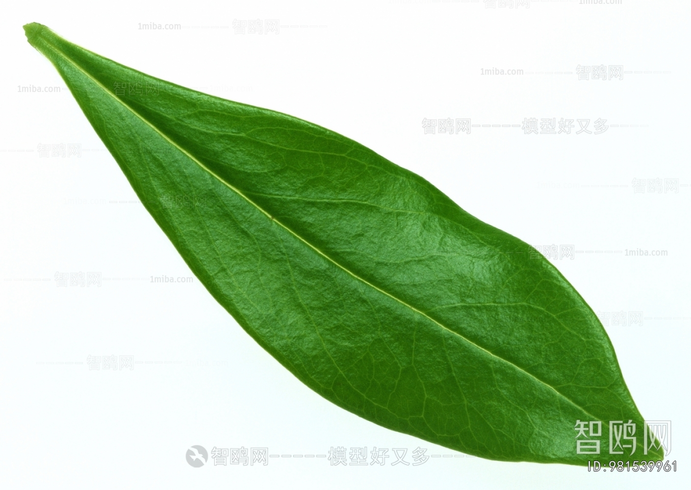 植物树叶
