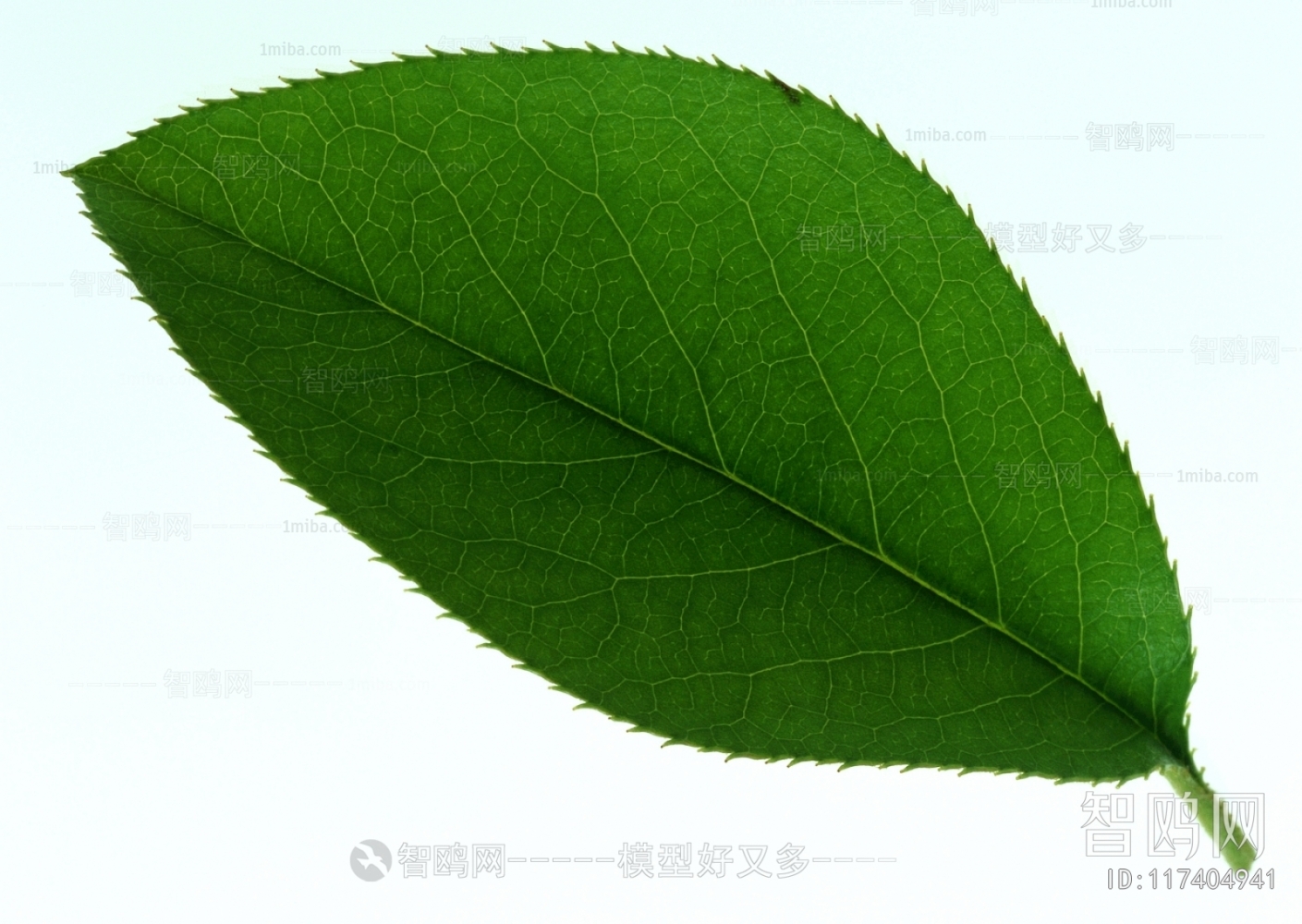 Plant Leaves