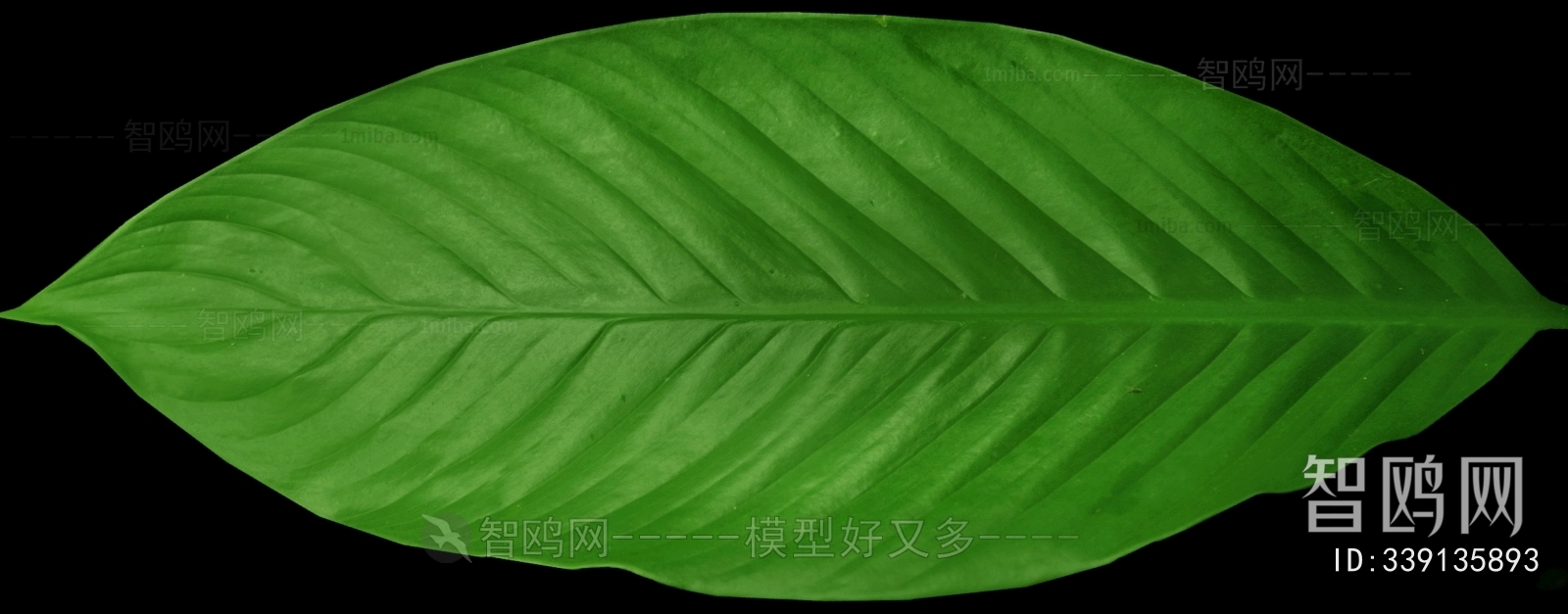 Plant Leaves