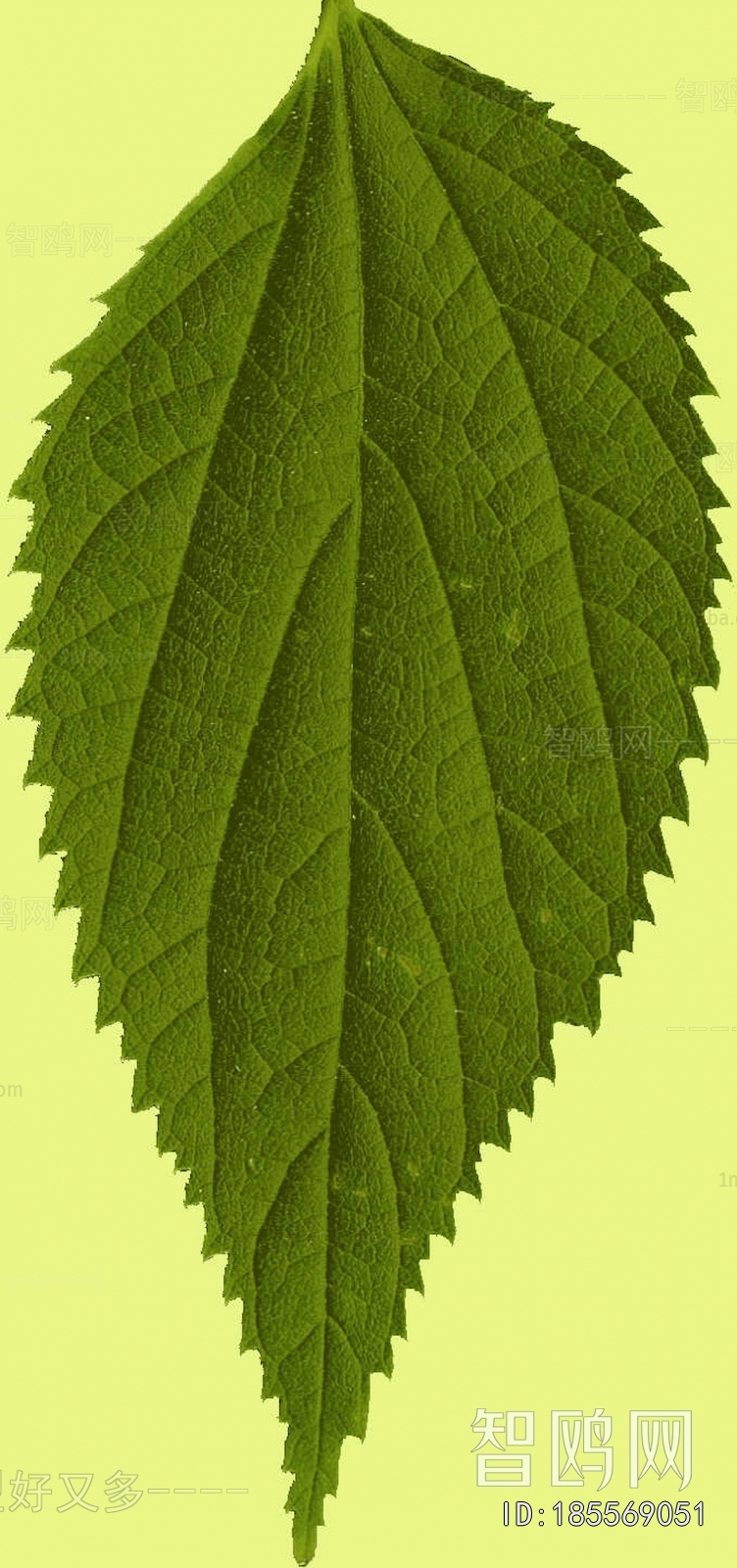 Plant Leaves
