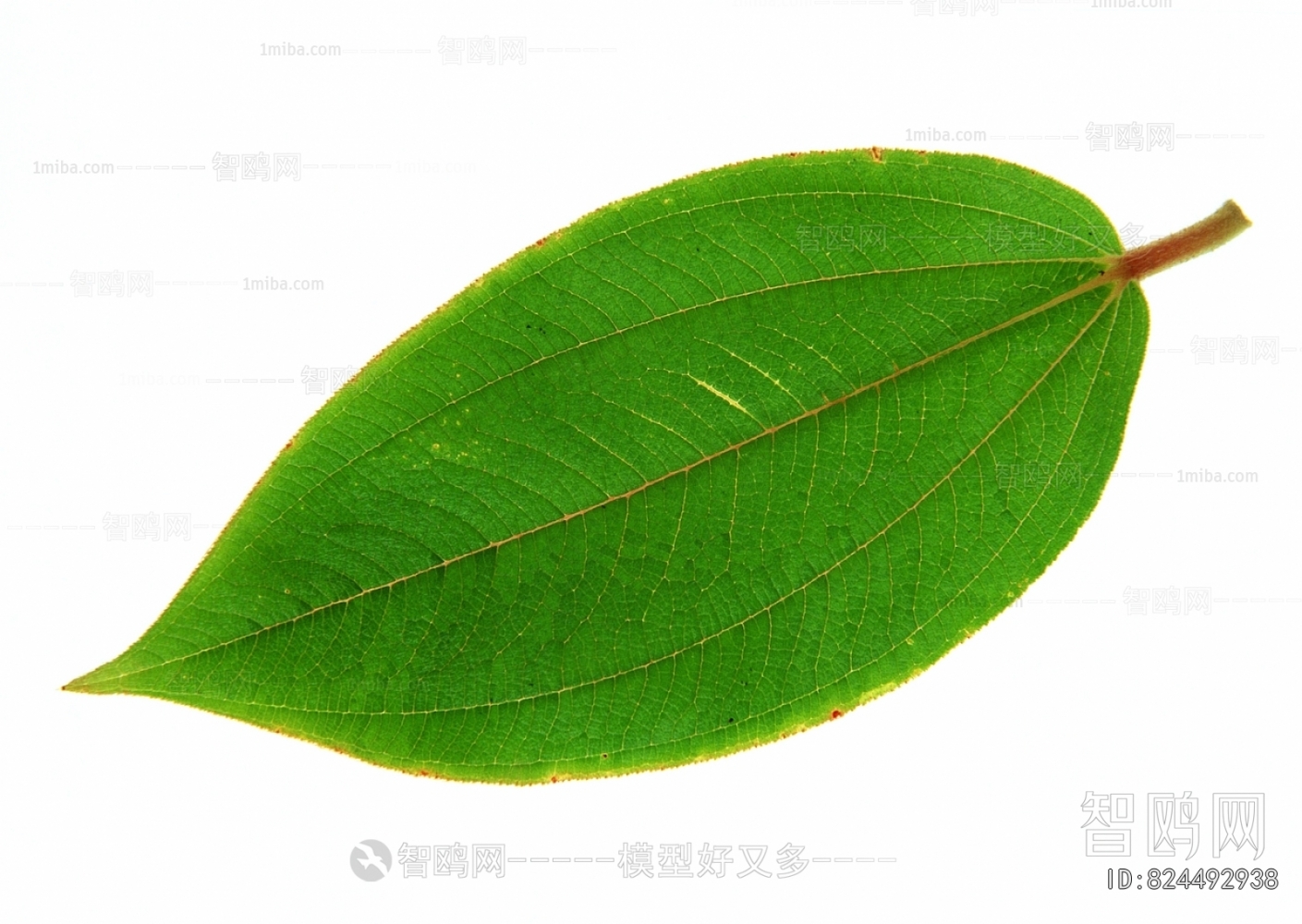Plant Leaves