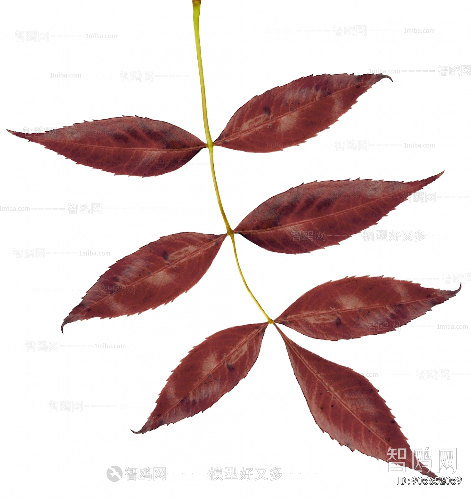 Plant Leaves