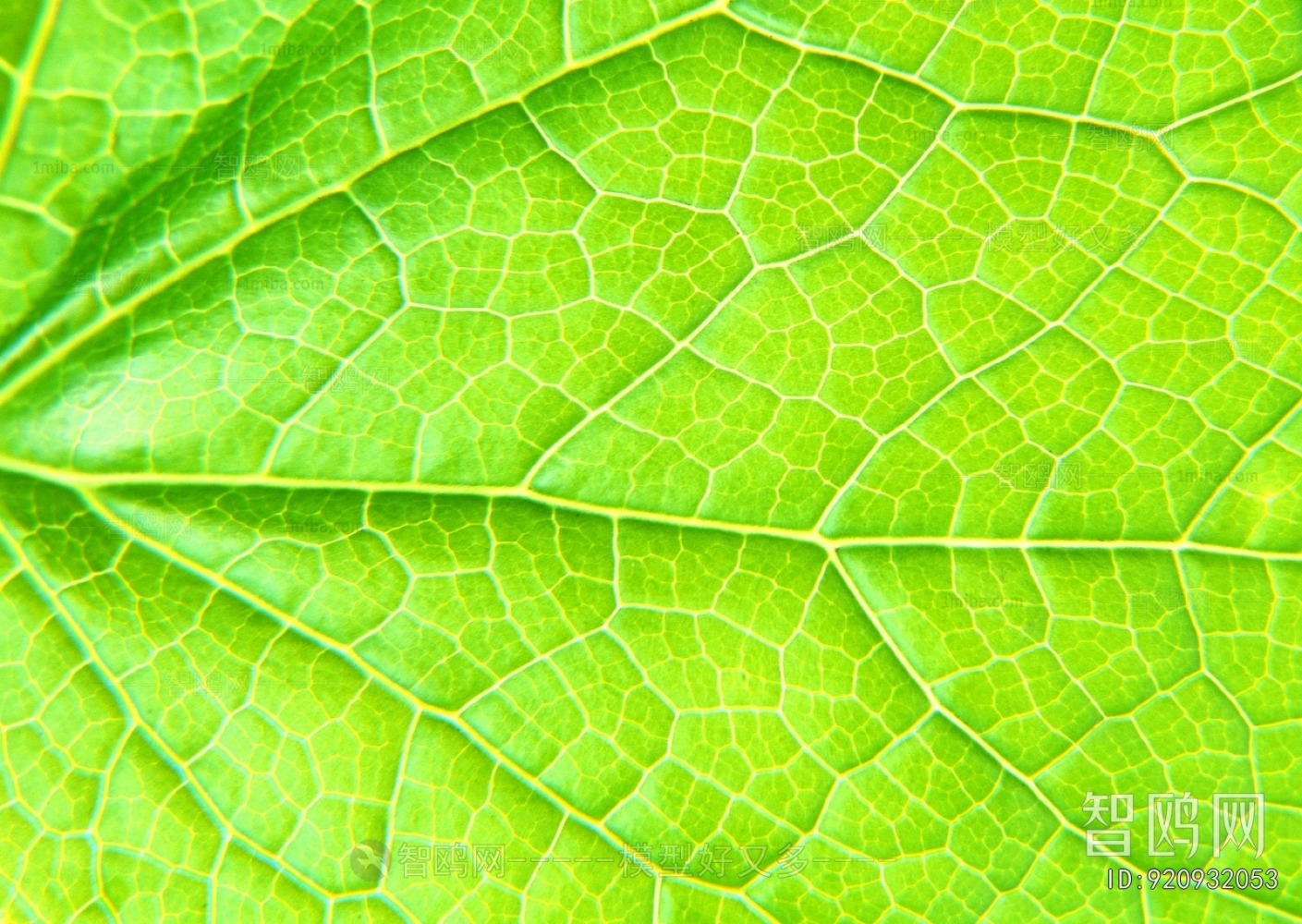 Plant Leaves