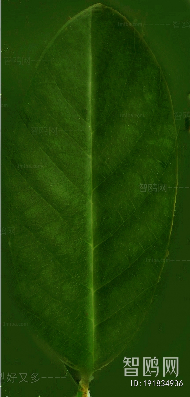 Plant Leaves