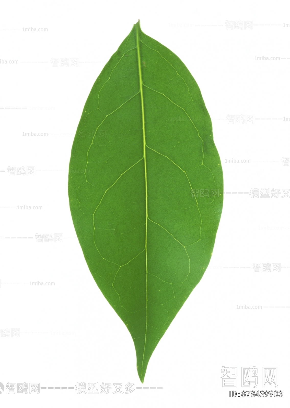 Plant Leaves