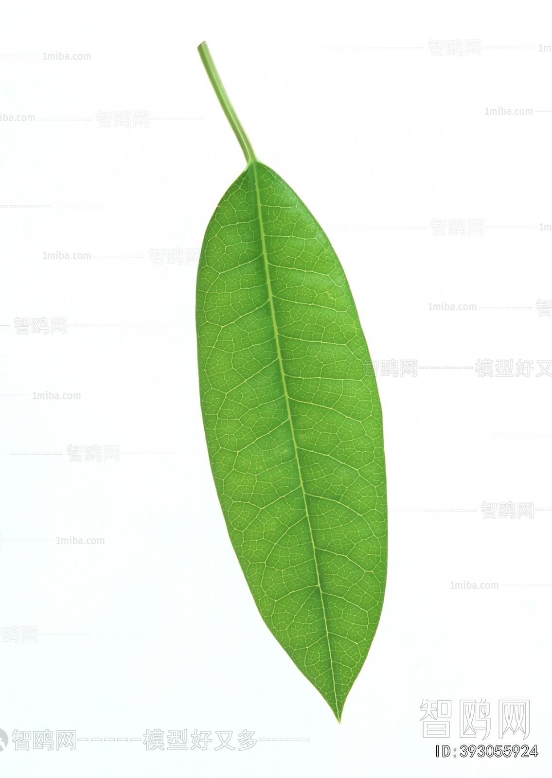 Plant Leaves