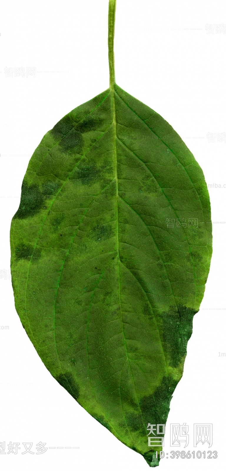 植物树叶