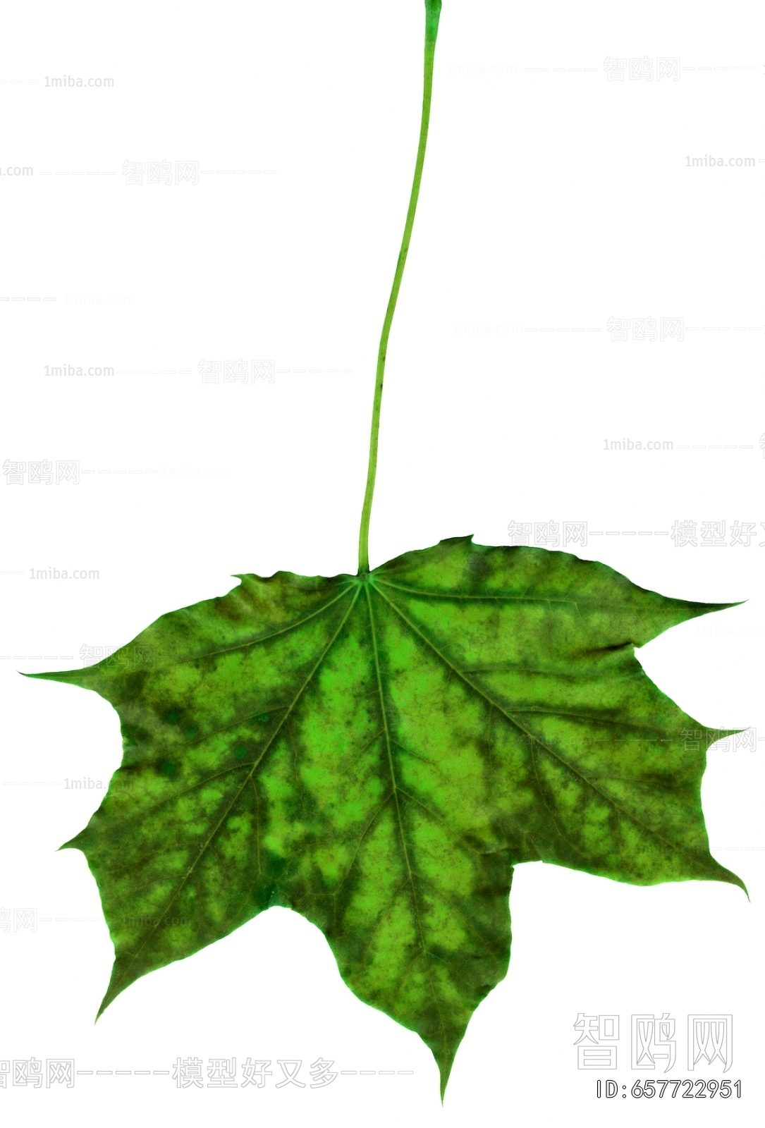 Plant Leaves