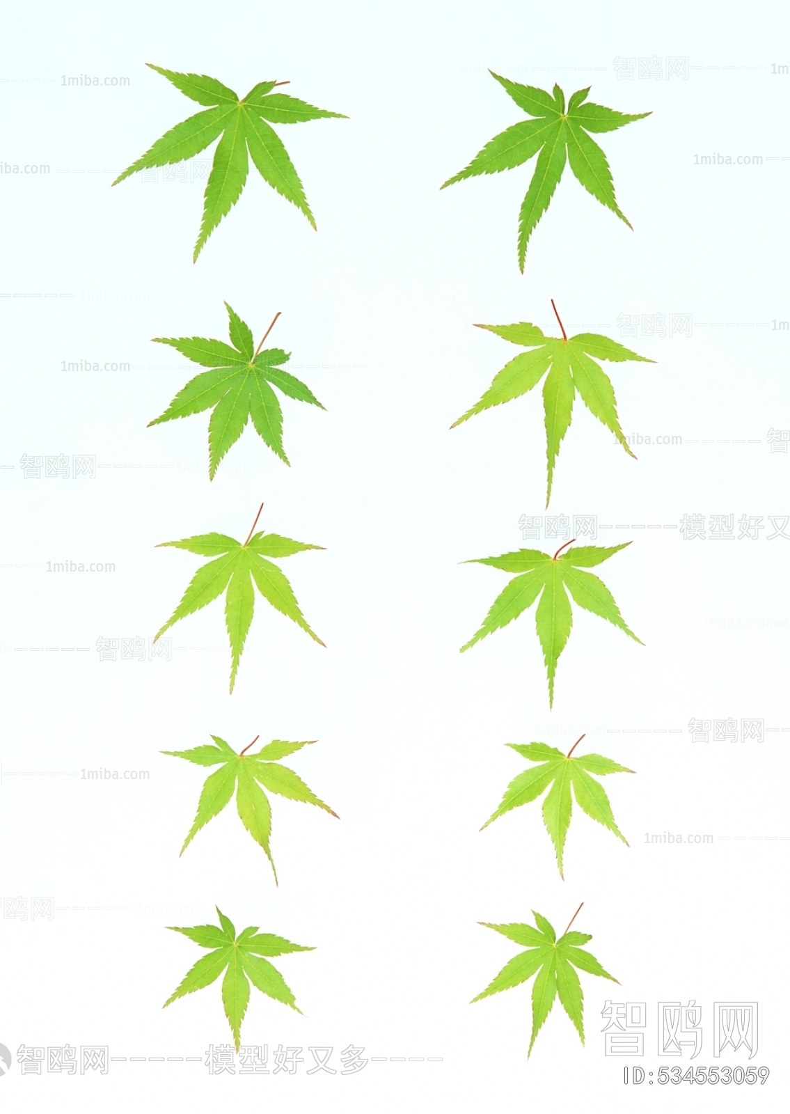 Plant Leaves