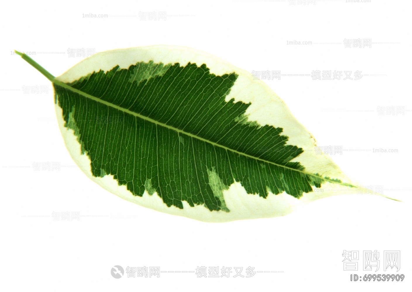 Plant Leaves