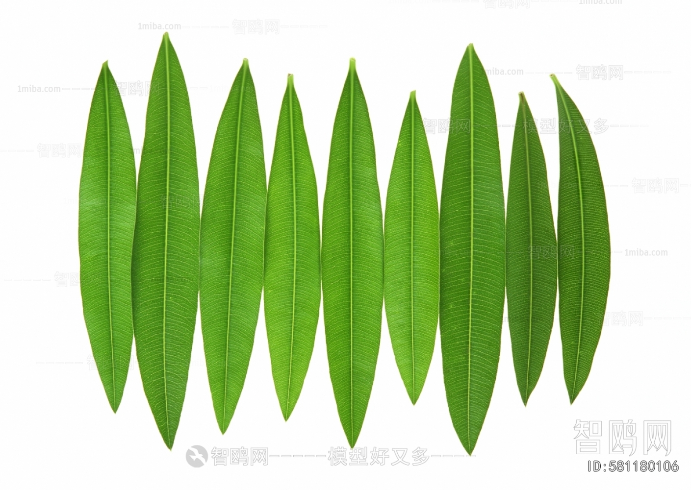 Plant Leaves