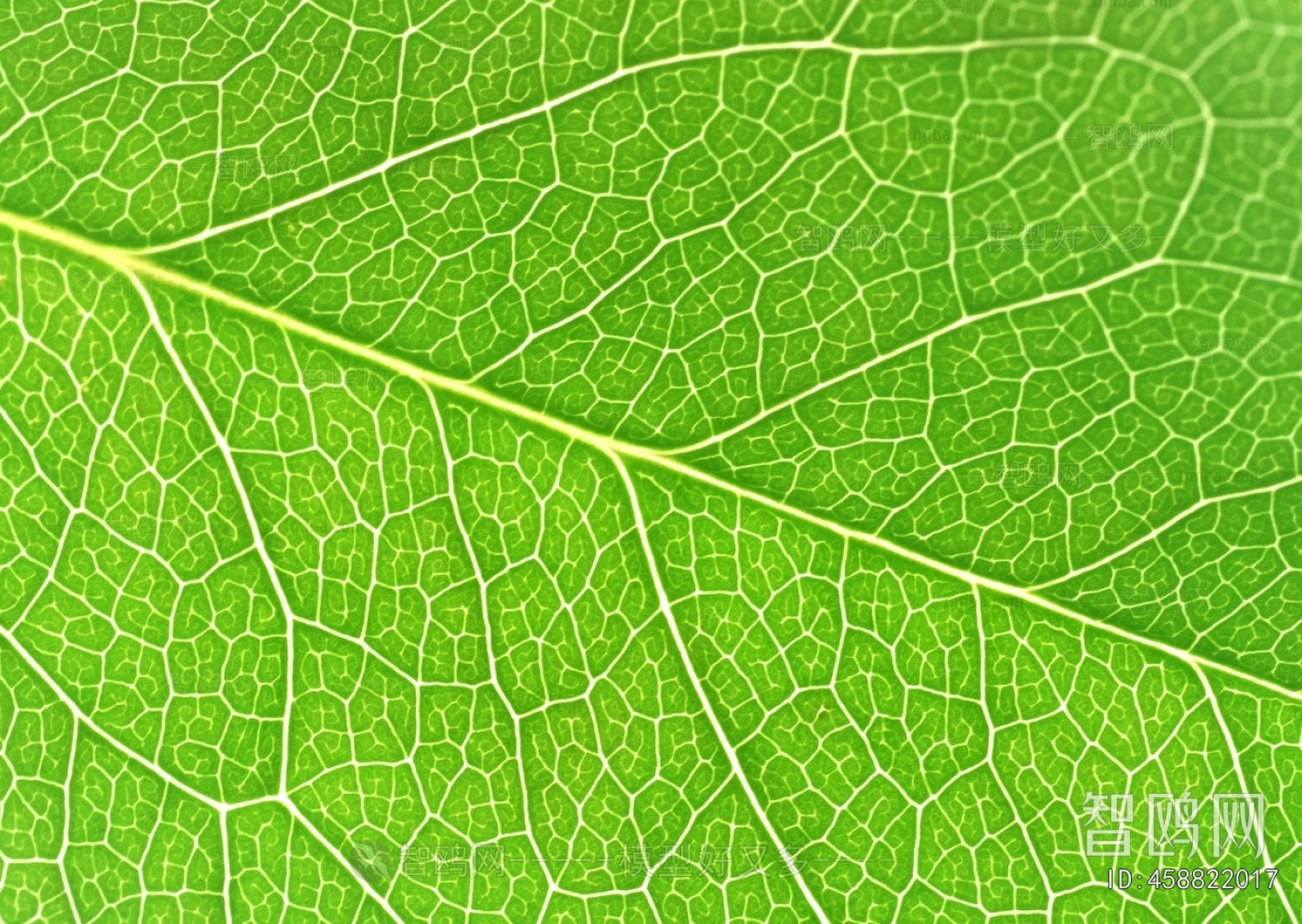 Plant Leaves