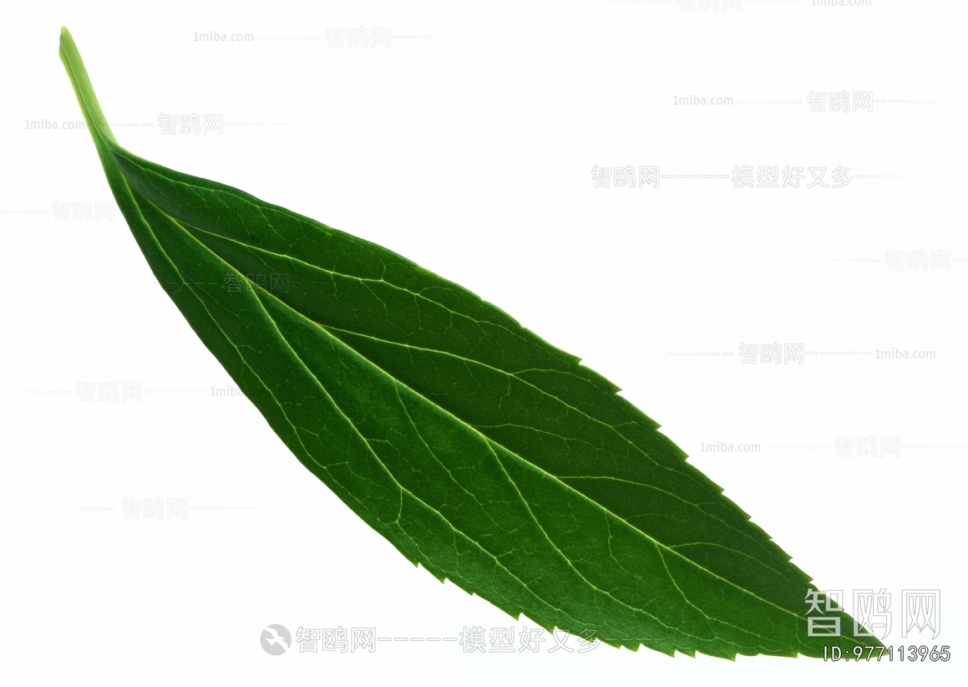 Plant Leaves
