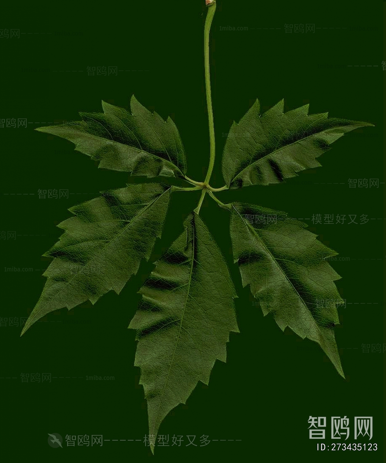 Plant Leaves