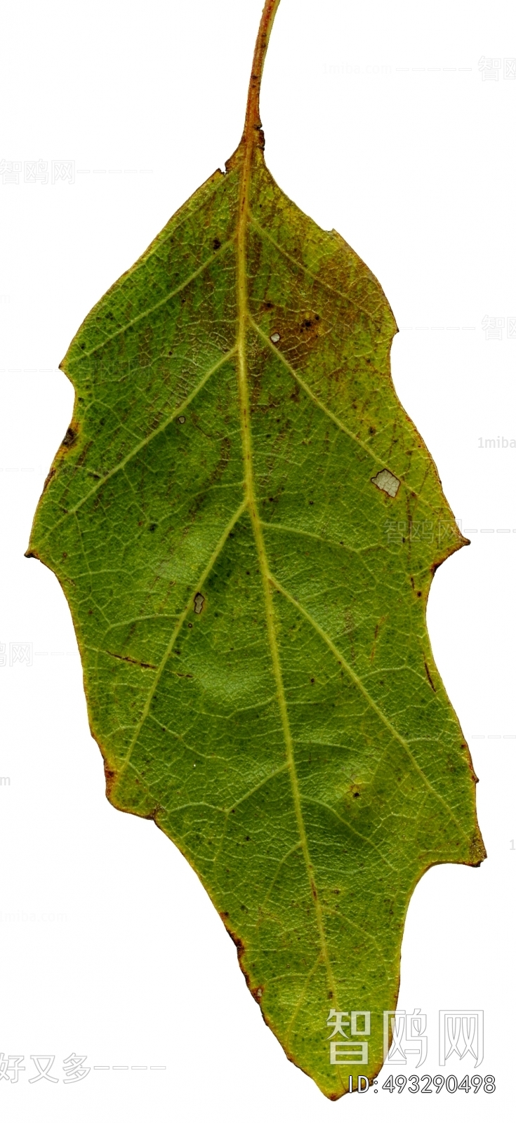 植物树叶