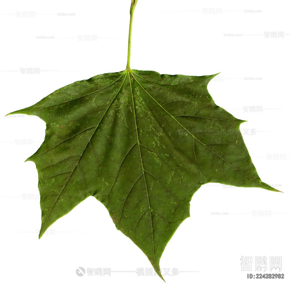 Plant Leaves
