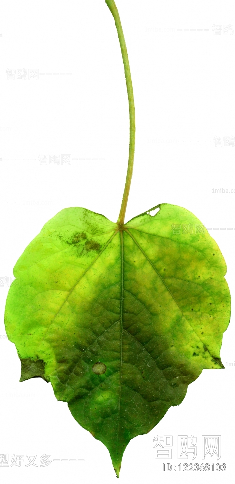 Plant Leaves