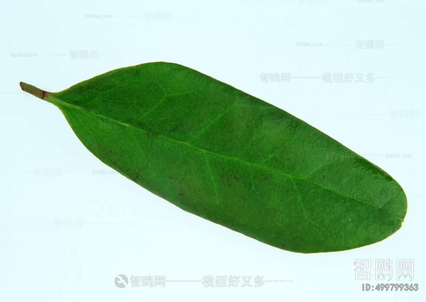 Plant Leaves