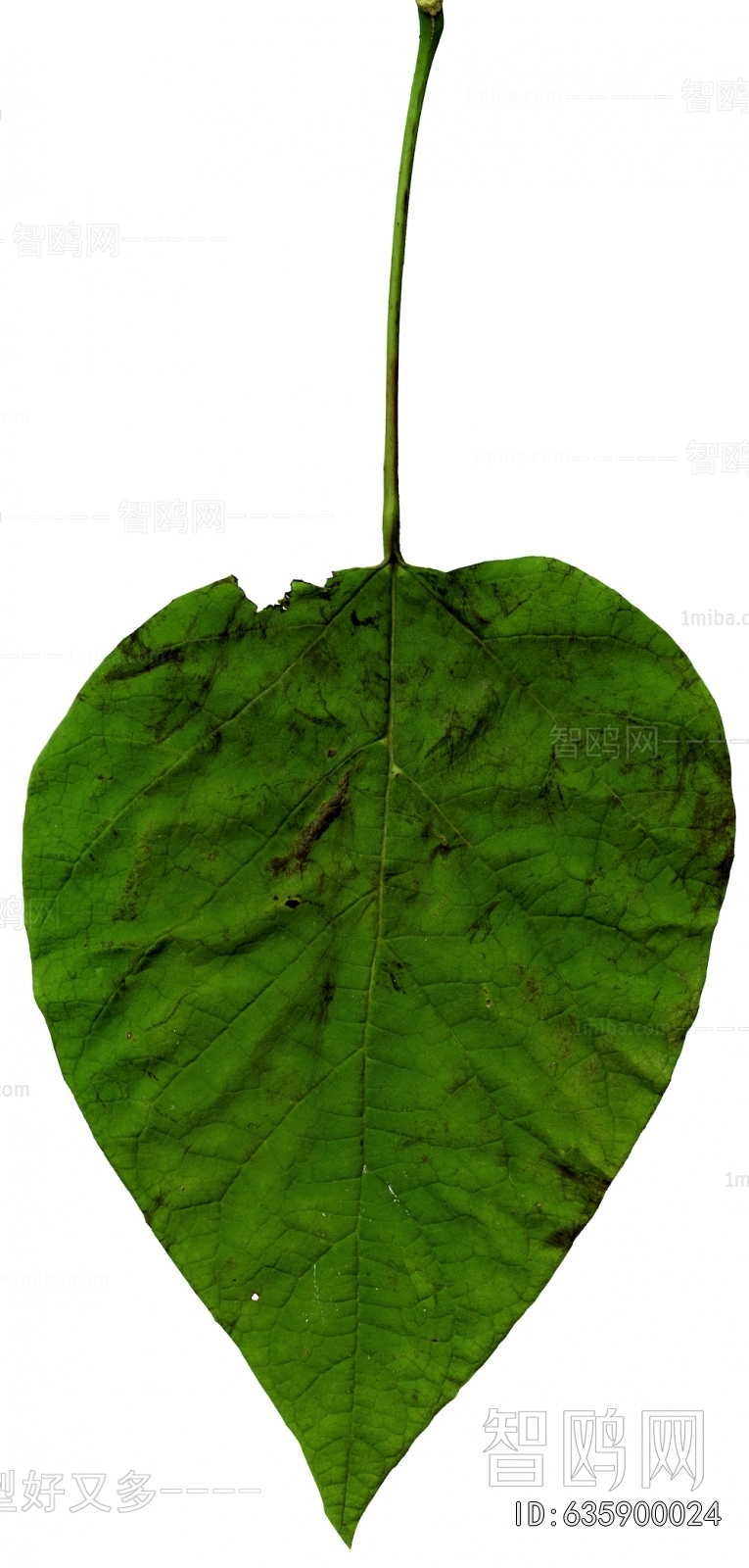 Plant Leaves