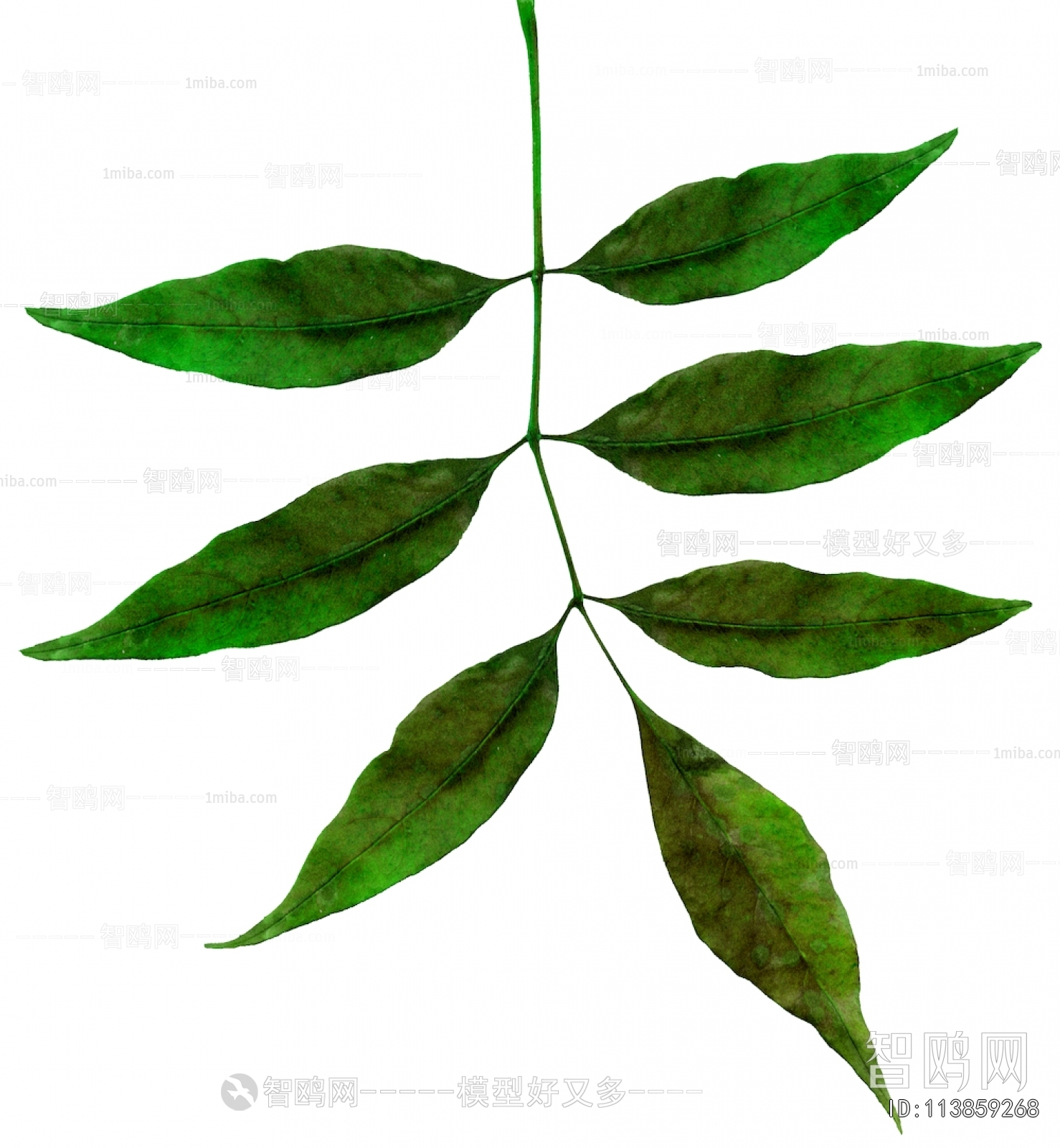 Plant Leaves